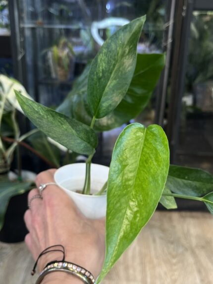 Epipremnum pinnatum cream mint variegata