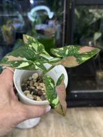 Syngonium red spot tricolor