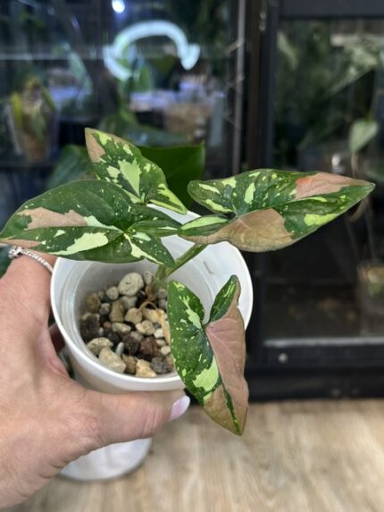 Syngonium red spot tricolor