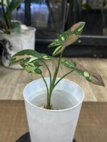 Syngonium Red Spot Tricolor #3 - obrazek 3