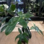 Philodendron Florida Ghost #3