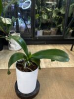 Phalaenopsis Meidarland Smith Queen / storczyk #2 - obrazek 3