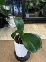 Phalaenopsis Meidarland Smith Queen / storczyk #2 - obrazek 2