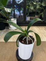 Phalaenopsis Meidarland Smith Queen / storczyk #2 - obrazek 4