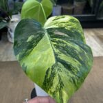 Monstera Yellow variegata / Marmorata