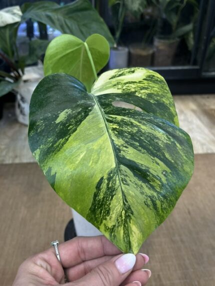 Monstera Yellow variegata / Marmorata