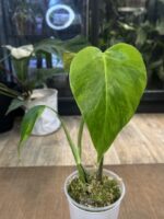 Monstera Aurea (Marmorata) Variegata #1 - obrazek 3