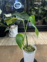 Monstera Aurea (Marmorata) Variegata #1 - obrazek 4