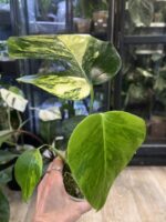 Monstera Aurea (Marmorata) Variegata #1 - obrazek 5