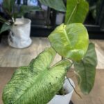 Philodendron Paraiso verde albo