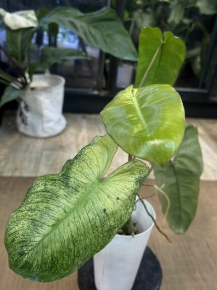 Philodendron Paraiso verde albo