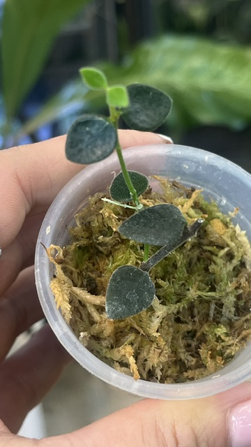 Hoya Chinghungensis
