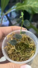 Hoya chinghungensis #1 - obrazek 3