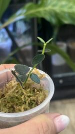 Hoya chinghungensis #1 - obrazek 4