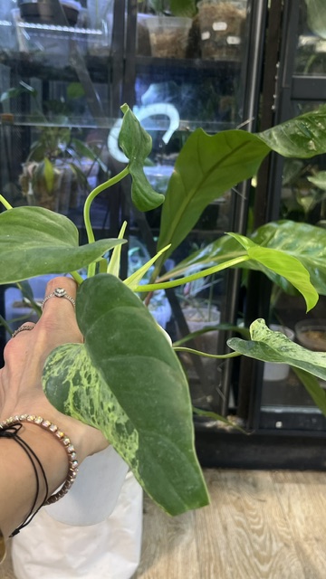 Philodendron Alatisulcatum