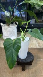 Philodendron Alatisulcatum variegata / regres #2 - obrazek 3