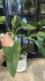 Philodendron Alatisulcatum variegata / regres #2 - obrazek 4