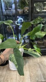 Philodendron Alatisulcatum variegata / regres #2 - obrazek 5