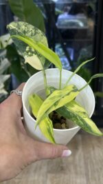 Philodendron Domesticum Variegata #1 - obrazek 2