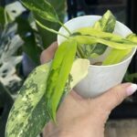 Philodendron Domesticum variegata