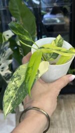 Philodendron Domesticum variegata