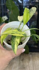 Philodendron Domesticum Variegata #1 - obrazek 3