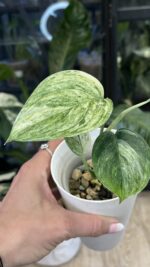 Scindapsus hederaceous blue albo marble #1 - obrazek 3