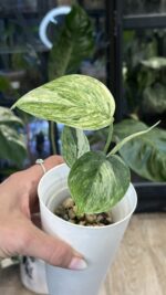 Scindapsus hederaceous blue albo marble #1 - obrazek 2