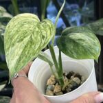 Scindapsus hederaceous blue albo marble #1