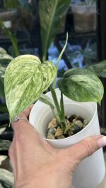 Scindapsus hederaceous blue albo marble #1