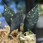 Hoya lacunosa Royal Flush