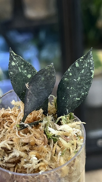 Hoya lacunosa Royal Flush