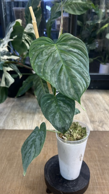 Philodendron Majestic