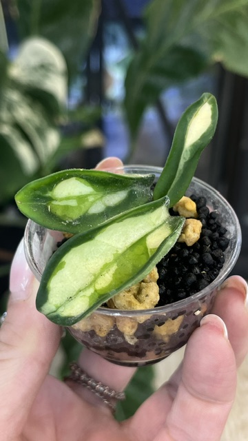 Hoya krinkle variegata