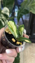 Hoya Krinkle variegata #1 - obrazek 2