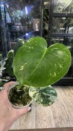 Monstera Siam Mint #1 - obrazek 3