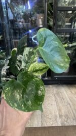 Monstera Siam Mint #1 - obrazek 5