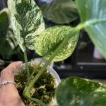 Monstera Siam Mint #1