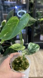 Monstera Siam Mint #1 - obrazek 6