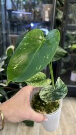 Monstera Siam Mint #1 - obrazek 2