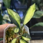 Hoya lacunosa Souma