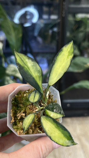 Hoya lacunosa Souma