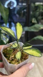 Hoya lacunosa Souma #2 - obrazek 2