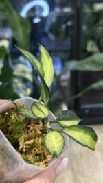 Hoya lacunosa Souma #2 - obrazek 3