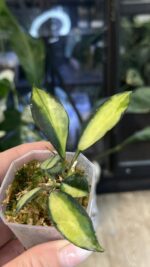 Hoya lacunosa Souma #2 - obrazek 4