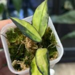 Hoya lacunosa Souma