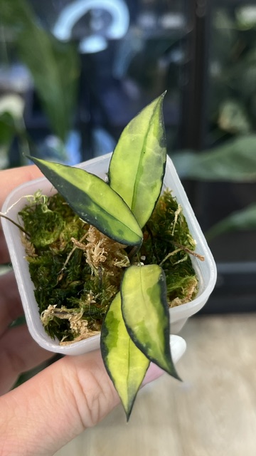 Hoya lacunosa Souma