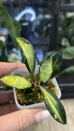 Hoya lacunosa Souma