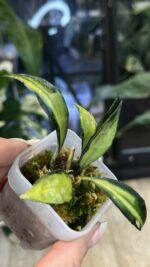 Hoya lacunosa Souma #5 - obrazek 2