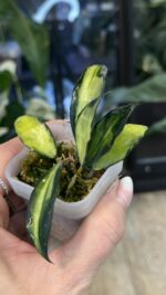 Hoya lacunosa Souma #5 - obrazek 3